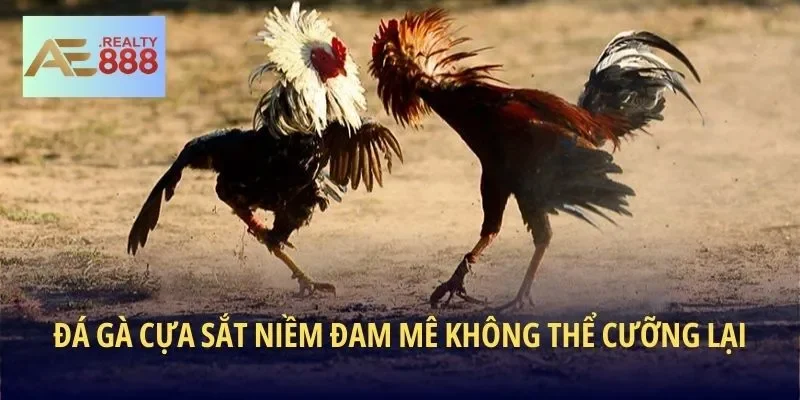 Đá Gà Cựa Sắt niềm đam mê không thể cưỡng lại