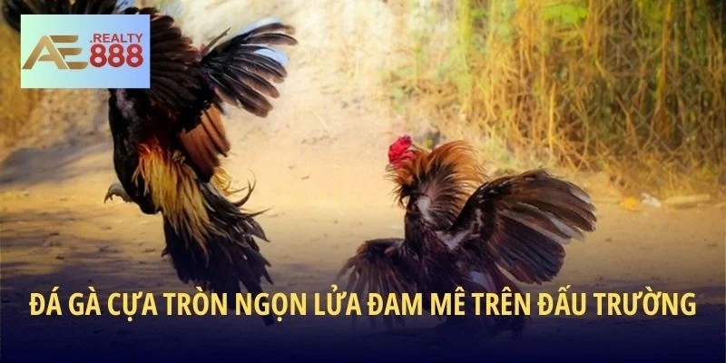 Đá gà cựa tròn ngọn lửa đam mê trên đấu trường