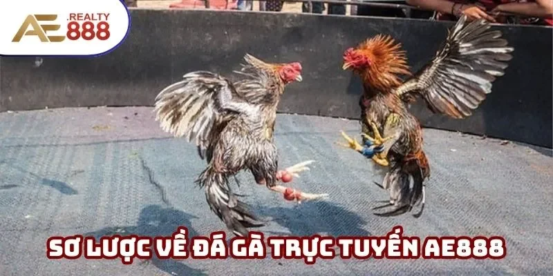 Tổng hợp sơ kiến thức về đá gà trực tuyến AE888